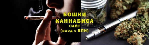 сатива Новозыбков